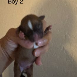 Boy 2 - Black gold and white male Shorkie puppy in San Tan Valley, Arizona from Great Mates