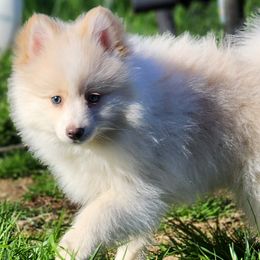 Boy 1 - White Pomsky puppy in Elkton, Maryland from Pomsky Palace llc