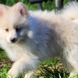 Boy 1 - White Pomsky puppy in Elkton, Maryland from Pomsky Palace llc
