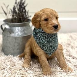 Pumba-Dark Green collar - Apricot male Goldendoodle puppy in Arlington, Washington from Anderson Goldendoodles
