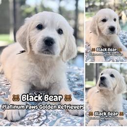 1st Pick Male - Black - Light golden male Golden Retriever puppy in Sarasota, Florida from Platinum Paws Puppies