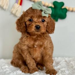Blue - Red  female Goldendoodle puppy in Hesperia, Michigan from Red Acres Poodles & Doodles