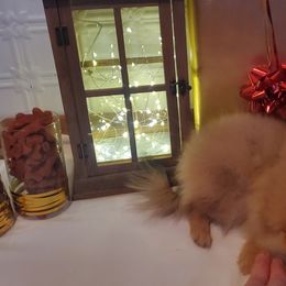"Female : Cadbury 16 Dec 2023" Pomeranian Puppies from Fancy Paws Pomeranian