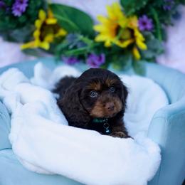 Watermelon - Brown male Cavapoo puppy in Bellingham, Washington from My Sweet Poodles and Doodles