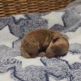 Einstein (AKC) - Red  male Poodle puppy in Rainbow City, Alabama from Spinks Poodles