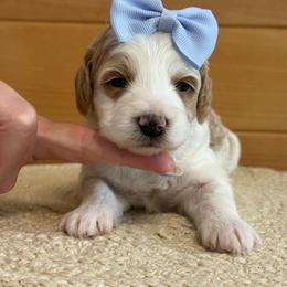 K-Turquoise Girl - Parti female Goldendoodle puppy in Lewisville, Texas from Texas Goldendoodle Lovers