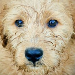 Australian Labradoodles from Labradoodledoo