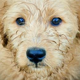 Australian Labradoodles from Labradoodledoo