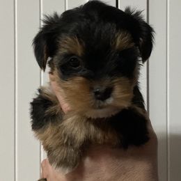 Assorted Doodle Crosses, Double Doodle, Maltipoo, Morkie, and Yorkipoo Puppies from Danza Bolo