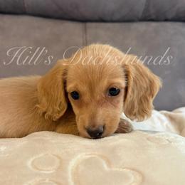Coquito - Cream male Dachshund puppy in Jonesboro, Illinois from Twin Hills Dachshunds