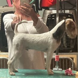 Fanner - Tri-colored Parson Russell Terrier puppy in Peabody, Kansas from SouthFork Ranch