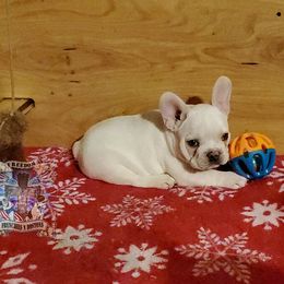 Boston Terrier and French Bulldog Puppies from Freedom Bostons