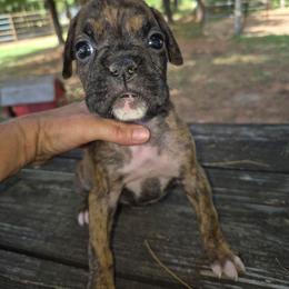Josey - Brindle female Boxer puppy in Pine River, Wisconsin from Jenks Boxers
