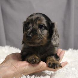 Cricket - Black and tan female Dachshund puppy in Liberty, Texas from Sweetnlow Dachshund (Doxies)