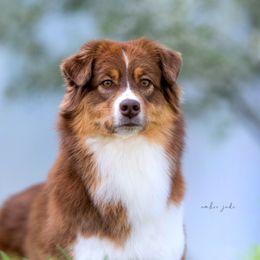 Selina - Australian Shepherd