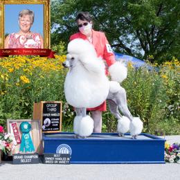 Rachael - Poodle