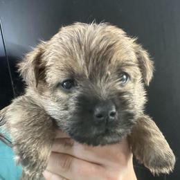 Weechee Boy 3 - Red male Cairn Terrier puppy in Bigfork, Minnesota from Dachshunds Up North