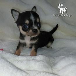 Chihuahua Puppies from Naples Tiny Dogs