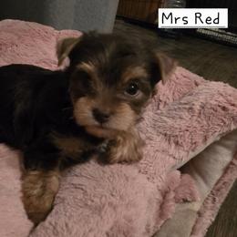 Mrs Red - Chocolate and tan female Yorkshire Terrier puppy in Dover, Delaware from Lewis Precious Paws