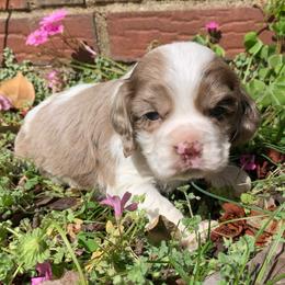 Male 1 - Brown and white male Cocker Spaniel puppy in Gadsden, Alabama from Rich Cat’s