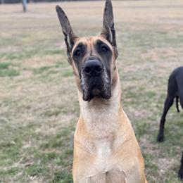 Great Danes from Notorious Great Danes