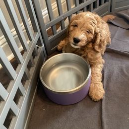 Goldendoodle Puppies from BB Doodles