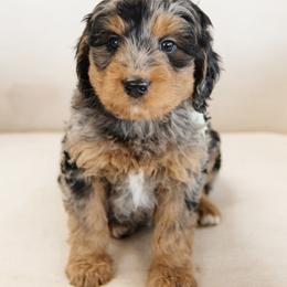 'Basil' Green Collar Male - Merle male Bernedoodle puppy in Kamas, Utah from A + E Farms