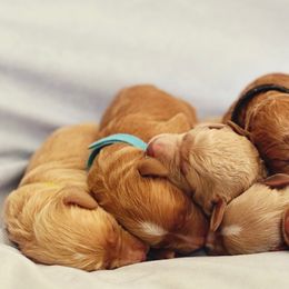 Goldendoodle Puppies from Dolly Doodle’s Doodles