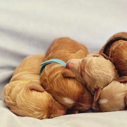 Goldendoodle Puppies from Dolly Doodle’s Doodles