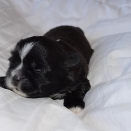 Grumpy - Black and white male Shih Tzu puppy in Porterville, California from Moore Shih Tzus