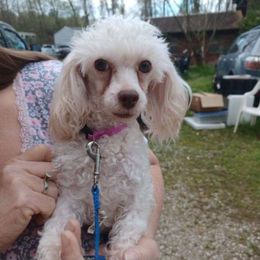 Mattie - Poodle