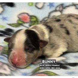 BUNNY - Blue merle female Australian Shepherd puppy in Bethany, Connecticut from Wynter Thyme Manor Australian shepherds