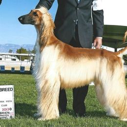 Afghan Hound All Grown Up from Charlotte Bender's Afghan Hounds