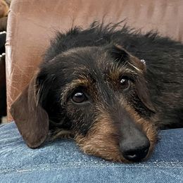 Dachshunds from Marchini’s Weenies