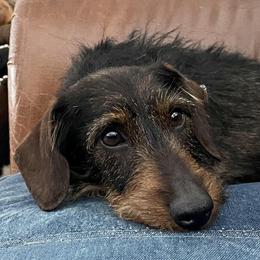 Dachshunds from Marchini’s Weenies