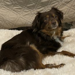 Shelby - Miniature Australian Shepherd