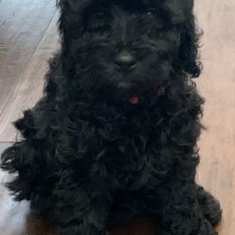 Sheepadoodle Puppies from Riley Grace Puppies