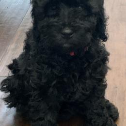 Sheepadoodle Puppies from Riley Grace Puppies