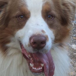 Australian Shepherds from Cavalier Australian Shepherds