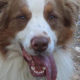 Australian Shepherds from Cavalier Australian Shepherds