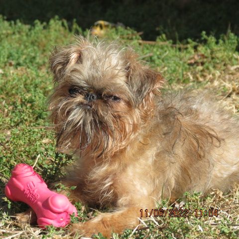 Hawk pond hot sale brussels griffon