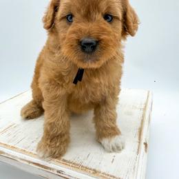 M M - Red  male Goldendoodle puppy in Sunman, Indiana from Brunsman Country Doodles LLC