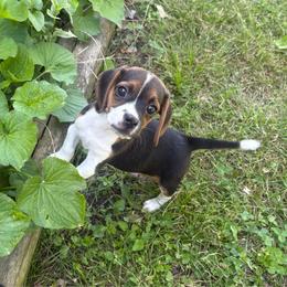 Pocket Beagle Holly - Black tan and white female Beagle puppy in Gentry, Arkansas from HC Puppy Ranch