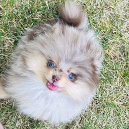 Stewart - Chocolate merle male Pomeranian puppy in Waterloo, Indiana from Garcias Pomeranian
