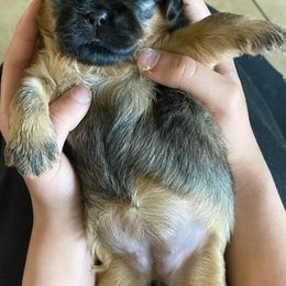 Shih Tzu All Grown Up from Monica Sauceda
