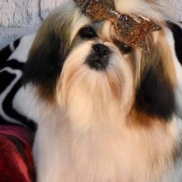 Shih Tzus from Delight Kennel