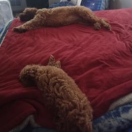 Cavapoo Puppies from Ginger Doodle Babies