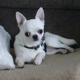 BUNNY - Chihuahua