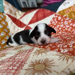 Girl 1 - Black and white female Havanese puppy in Reese, Michigan from Windy Hill Havanese