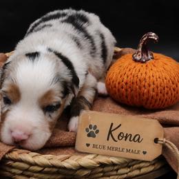 Kona - Blue merle male Miniature Australian Shepherd puppy in Apache Junction, Arizona from Circle T Mini Aussies